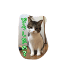 うちのネコのスタンプ（華）（個別スタンプ：9）