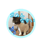 うちのネコのスタンプ（華）（個別スタンプ：10）