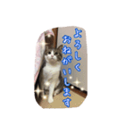 うちのネコのスタンプ（華）（個別スタンプ：11）