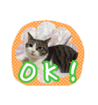 うちのネコのスタンプ（華）（個別スタンプ：13）