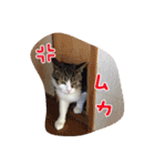 うちのネコのスタンプ（華）（個別スタンプ：14）