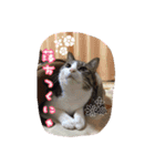 うちのネコのスタンプ（華）（個別スタンプ：16）