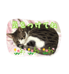 うちのネコのスタンプ（華）（個別スタンプ：17）