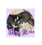 うちのネコのスタンプ（華）（個別スタンプ：19）