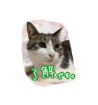 うちのネコのスタンプ（華）（個別スタンプ：20）