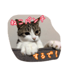 うちのネコのスタンプ（華）（個別スタンプ：21）