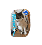うちのネコのスタンプ（華）（個別スタンプ：22）