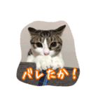 うちのネコのスタンプ（華）（個別スタンプ：23）