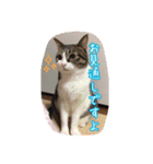 うちのネコのスタンプ（華）（個別スタンプ：24）