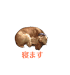 ビビ君 2（個別スタンプ：7）