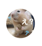 きんちゃん♡たまちゃん（個別スタンプ：5）