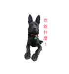 38MICHAELCHEN（個別スタンプ：6）