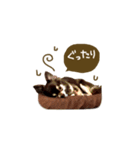チョコ色チワワのチョコたん brown（個別スタンプ：33）