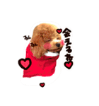 トイプードル  Lion  two（個別スタンプ：3）