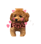 トイプードル  Lion  two（個別スタンプ：4）