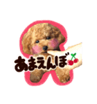 トイプードル  Lion  two（個別スタンプ：5）