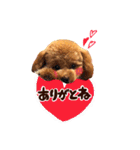 トイプードル  Lion  two（個別スタンプ：6）