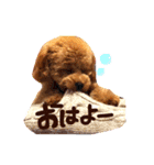 トイプードル  Lion  two（個別スタンプ：7）