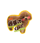 トイプードル  Lion  two（個別スタンプ：8）
