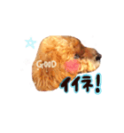 トイプードル  Lion  two（個別スタンプ：10）