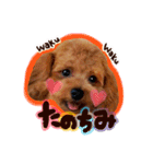 トイプードル  Lion  two（個別スタンプ：12）