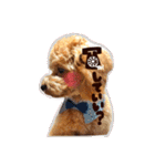 トイプードル  Lion  two（個別スタンプ：13）