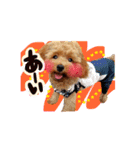 トイプードル  Lion  two（個別スタンプ：14）