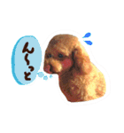 トイプードル  Lion  two（個別スタンプ：21）