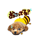 トイプードル  Lion  two（個別スタンプ：22）