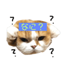 ちょったん  #1（個別スタンプ：1）