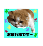ちょったん  #1（個別スタンプ：4）