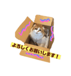 ちょったん  #1（個別スタンプ：6）