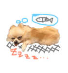まりりんライフ（個別スタンプ：1）