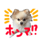 まりりんライフ（個別スタンプ：3）