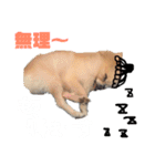 まりりんライフ（個別スタンプ：16）