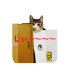 ネコイガイヤセイ（個別スタンプ：1）