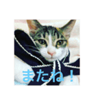 美少女猫の日常挨拶スタンプ（個別スタンプ：1）