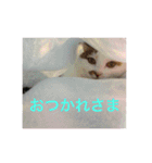美少女猫の日常挨拶スタンプ（個別スタンプ：2）