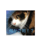 美少女猫の日常挨拶スタンプ（個別スタンプ：3）