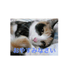 美少女猫の日常挨拶スタンプ（個別スタンプ：4）