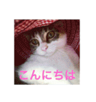 美少女猫の日常挨拶スタンプ（個別スタンプ：6）