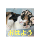 美少女猫の日常挨拶スタンプ（個別スタンプ：7）