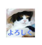 美少女猫の日常挨拶スタンプ（個別スタンプ：8）