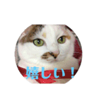美少女猫の日常挨拶スタンプ（個別スタンプ：10）