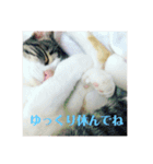 美少女猫の日常挨拶スタンプ（個別スタンプ：11）