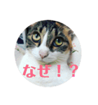 美少女猫の日常挨拶スタンプ（個別スタンプ：12）