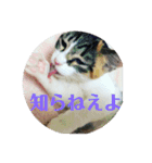 美少女猫の日常挨拶スタンプ（個別スタンプ：13）