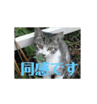 美少女猫の日常挨拶スタンプ（個別スタンプ：14）