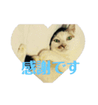 美少女猫の日常挨拶スタンプ（個別スタンプ：15）