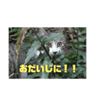 美少女猫の日常挨拶スタンプ（個別スタンプ：17）